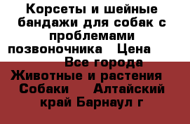 Корсеты и шейные бандажи для собак с проблемами позвоночника › Цена ­ 2 500 - Все города Животные и растения » Собаки   . Алтайский край,Барнаул г.